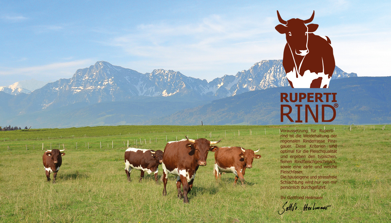 Ochsen auf der Weide - artgerechte Haltung und Fütterung